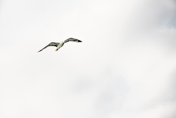 Wild seagulls gulls fly and sit in water ocean sea pond, bird watching wildlife