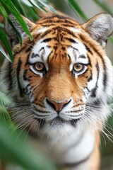 Fototapeta premium close-up of tiger prowling in dense jungle foliage, intense eye contact
