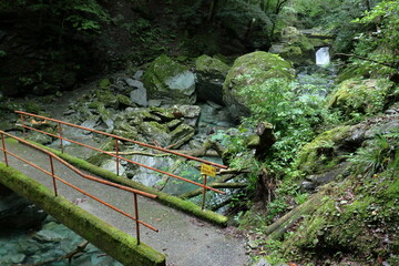 飛龍の滝　道すがら　夏　（高知県　安居渓谷）