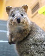 Obraz premium quokka climbing stairs