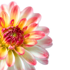 Fototapeta premium Elegant dahlia flower close-up displaying vibrant colors against a black background