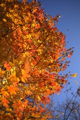 colorful autumn leaves