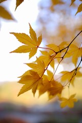 autumn leaves in the wind