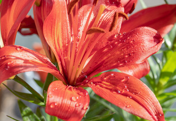 Water droplets on the vibrant red petals of blooming Lilium philadelphicum, is known by several common names, including Wood Lily, Western Wood Lily, Flame Lily and Philadelphia Lily. Copy space.