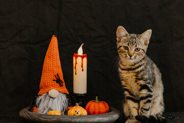 The kitten sits next to Halloween decor in a plate.
