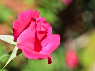 夏の情熱赤い薔薇