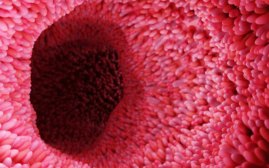 Model of the small intestine in the human body. Microvilli on the surface of digestive system or intestinal tract. anatomy, biology, science, medicine, medical and healthcare concepts. 3D rendering.