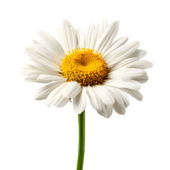 Fototapeta premium Elegant White Daisy Blossom Against a Dark Backdrop, Symbolizing Purity and Simplicity