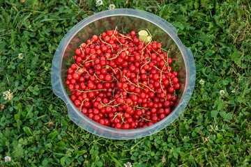 Red currants in the bowl on garden lawn