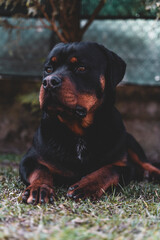portrait of a rottweiler