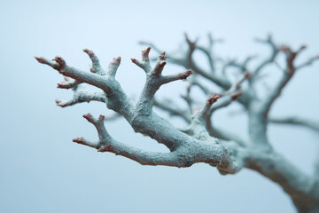 Obraz premium snow covered branches