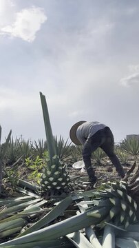 Cosecha de agave (Mezcal)