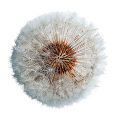 Fototapeta premium Close-up of a dandelion seed head (30)