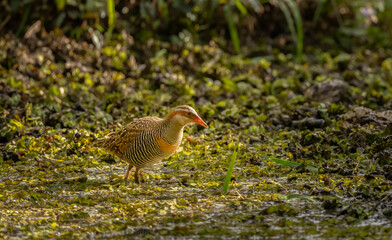 The buff-banded rail (Hypotaenidia philippensis) at the Coombabah wetlands, Gold Coast, Queensland, Australia