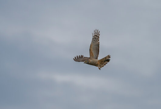  Pacific Baza (Aviceda subcristata) in flight on a overcast day, at Queensland, Australia.