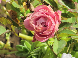 As rosas rosas e vermelhas.