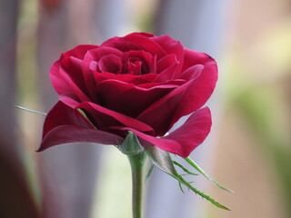 As rosas rosas e vermelhas.