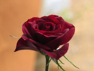 As rosas rosas e vermelhas.