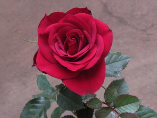 As rosas rosas e vermelhas.