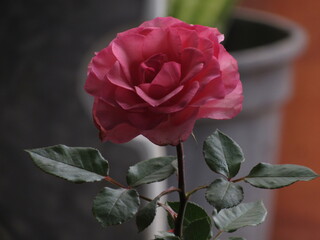 As rosas rosas e vermelhas.