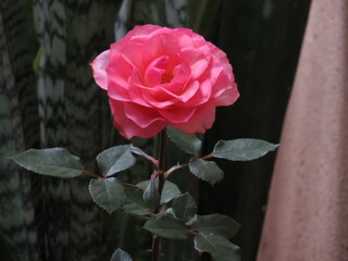 As rosas rosas e vermelhas.