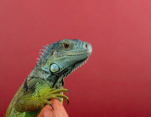 Fototapeta premium Green iguana profile against red