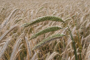 Agricultural field with ripe wheat heads swaying in the wind