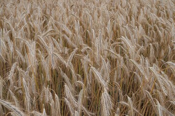 Mature wheat crop in a summer field, fully developed and ready for harvesting. A key stage in food production and grain farming cycle.