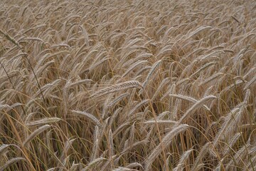 Mature wheat crop in a summer field, fully developed and ready for harvesting. A key stage in food production and grain farming cycle.
