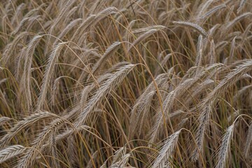 Mature wheat crop in a summer field, fully developed and ready for harvesting. A key stage in food production and grain farming cycle.