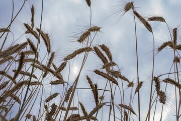 Mature rye spikes swaying in the breeze on a summer day. Natural organic grain crop in countryside field. Agricultural food production, seasonal harvest, eco farming.
