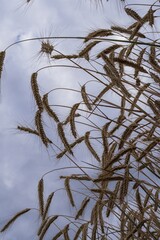 Mature rye spikes swaying in the breeze on a summer day. Natural organic grain crop in countryside field. Agricultural food production, seasonal harvest, eco farming.