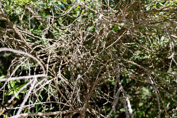 Taxus baccata close up. Green branches of yew tree Taxus baccata,