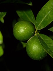 Exploring fresh green limes on the tree: a close up view of citrus fruits and vibrant foliage