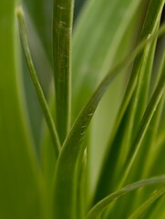 Close up of of Green Palm Frond Detail