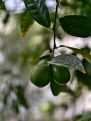 Close up of unripe green lemons growing on a lemon tree branch in a citrus fruit orchard farm