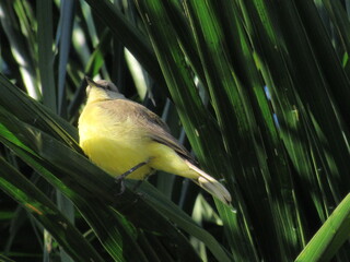 O pássaro no coqueiro.