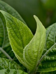 Close up of fresh green leaves plant growth and development nature photography for backgrounds and wallpaper