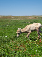 Lone bighorn sheep grazing in green field at Badlands National Park, South Dakota