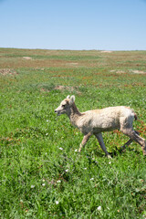 Lone bighorn sheep grazing in green field at Badlands National Park, South Dakota