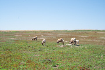 Group of bighorn sheep grazing in open prairie.