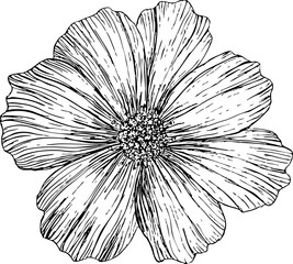 Obraz premium Vector illustration of cosmos flower with fine hand-drawn line work and soft watercolor pastel texture in rainbow colors for greeting cards, wall art, invitations, fashion, scrapbooking, sketch style