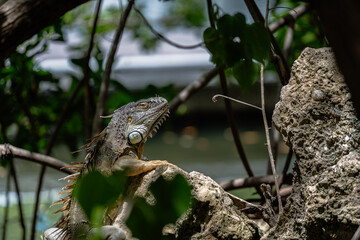 iguana perched on rock in forest