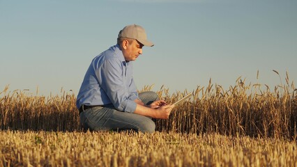 A farmer checking wheat in the golden sunlight, Man evaluating crops using a tablet in a field,...