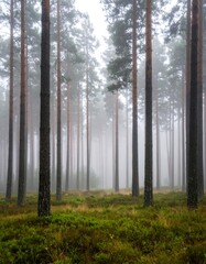 Obraz premium Misty pine forest