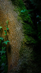 Woodland Textures and dappled light at Humford Woods, Northumberland July 2025