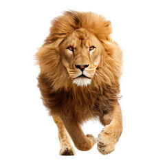 Obraz premium Majestic lion in motion