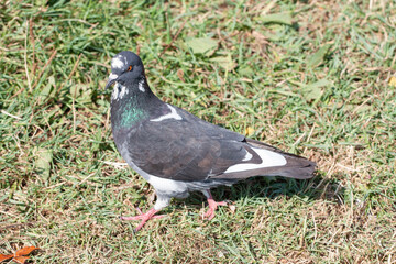 The blue pigeon