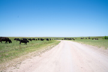 Black cattle grazing on open grassland under blue sky in South Dakota