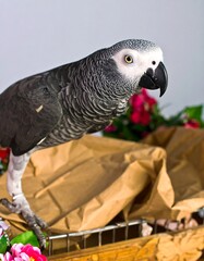 Fototapeta premium Grey parrot perched